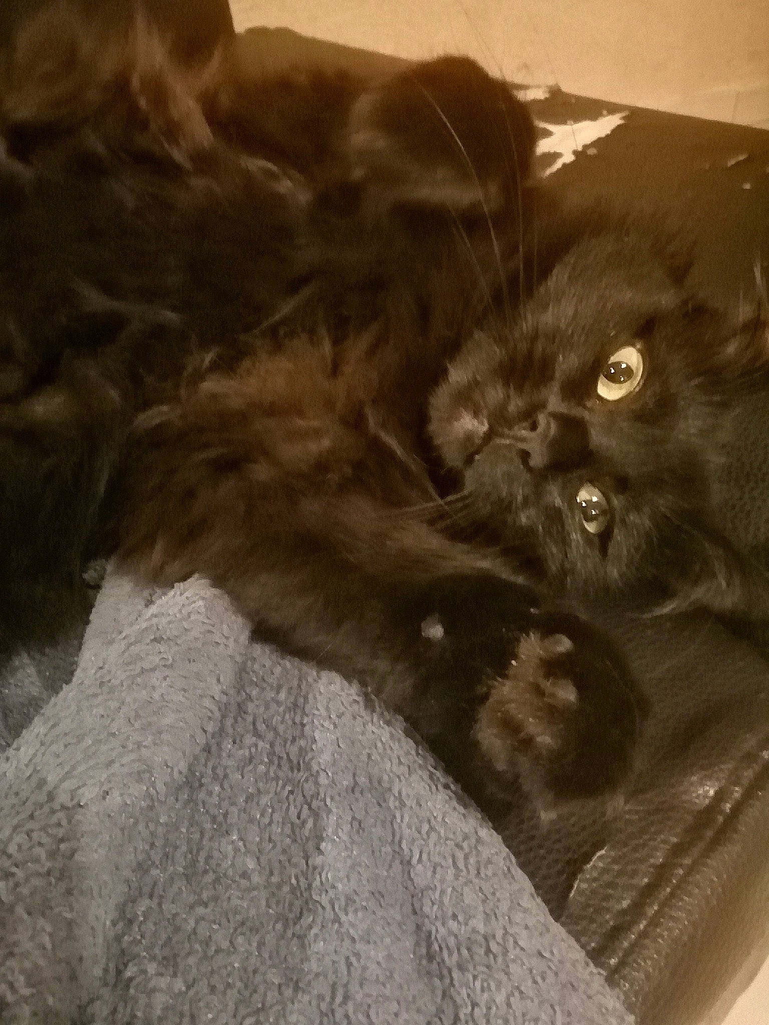 Shendra participe au concours pour gagner de l'argent avec cette photo : black_cat, british_shorthair, carnivore, cat, domestic_long_haired_cat, felidae, fur, kitten, maine_coon, norwegian_forest_cat, persian, small_to_medium_sized_cats, snout, whiskers