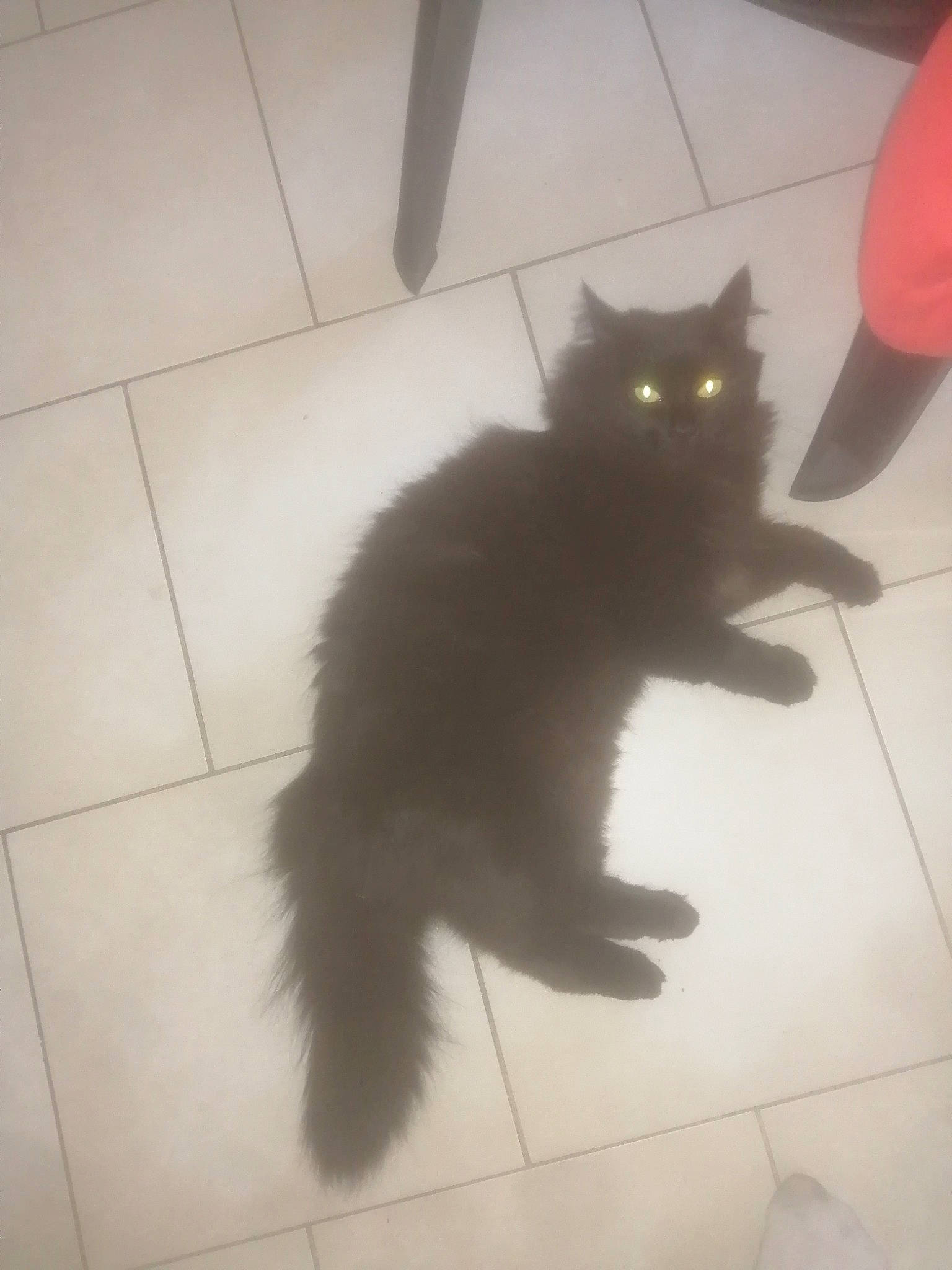 Shendra a rejoint le concours — aidez-le/la à gagner de superbes lots ! black_cat, bombay, british_longhair, carnivore, cat, domestic_long_haired_cat, domestic_short_haired_cat, felidae, floor, kitten, korat, mammal, nebelung, norwegian_forest_cat, persian, small_to_medium_sized_cats, tail, tile, turkish_angora, whiskers