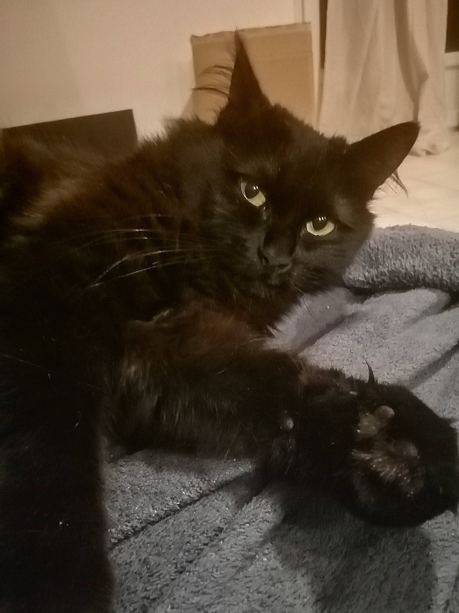 Shendra a rejoint le concours — aidez-le/la à gagner de superbes lots ! black, black_and_white, black_cat, carnivore, cat, claw, domestic_long_haired_cat, domestic_short_haired_cat, felidae, fur, kitten, maine_coon, mammal, nebelung, persian, polydactyl_cat, small_to_medium_sized_cats, snout, tail, whiskers