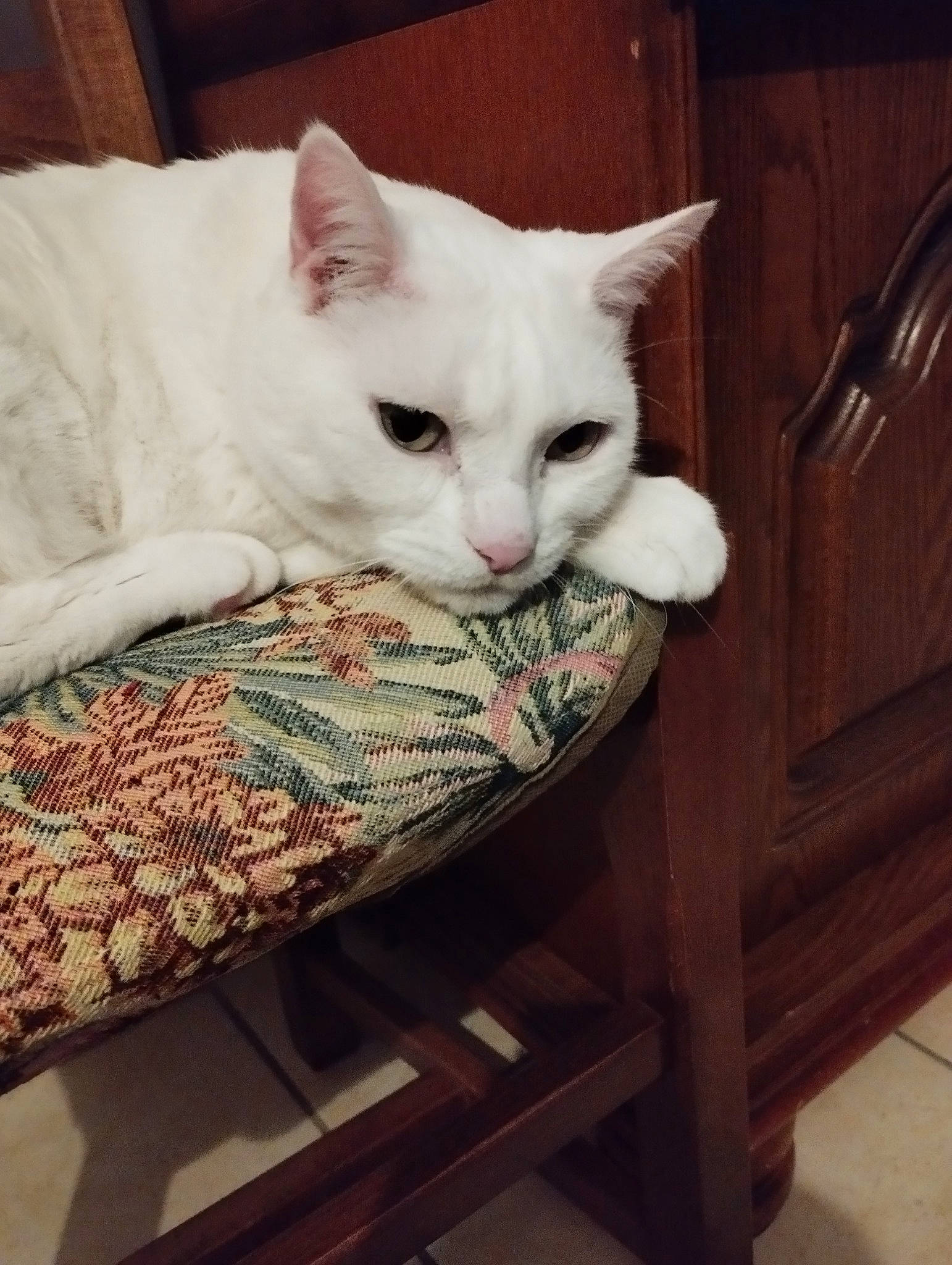 Barry a rejoint le concours — aidez-le/la à gagner de superbes lots ! carnivore, cat, claw, comfort, domestic_short_haired_cat, felidae, flooring, fur, hardwood, linens, nap, pattern, paw, sitting, small_to_medium_sized_cats, tail, whiskers, wood, wood_stain, woven_fabric