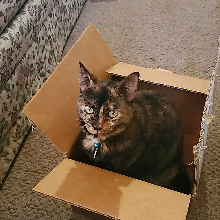 Momo joined the competition — help win amazing prizes! animal, box, canine, cardboard, carton, cat, hardwood, kitten, manx, pet, stainedwood, wood