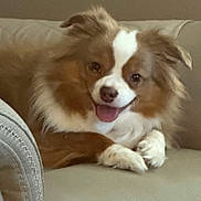 Carli is registered to the contest to win money with this photo: dog, brown, white, fluffy, tongue_out, happy, pet, couch, indoor, closeup, animal, canine, fur, relaxed, cute, companion, domestic, friendly, portrait, laying_down