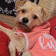 Lulu joined the competition — help win amazing prizes! dog, pet, hoodie, pink_clothing, blanket, indoor, relaxed, scruffy, small_dog, tapestry, skeleton_art, brick_wall, cute, lying_down, cozy, furry, animal, companion, looking, portrait