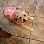 Lulu is registered to the contest to win money with this photo: dog, small_dog, pink_shirt, tile_floor, indoor, pet, looking_up, cute, fur, animal, laying_down, floor, ears, tail, eyes, paws, canine, domestic_animal, companion, adorable