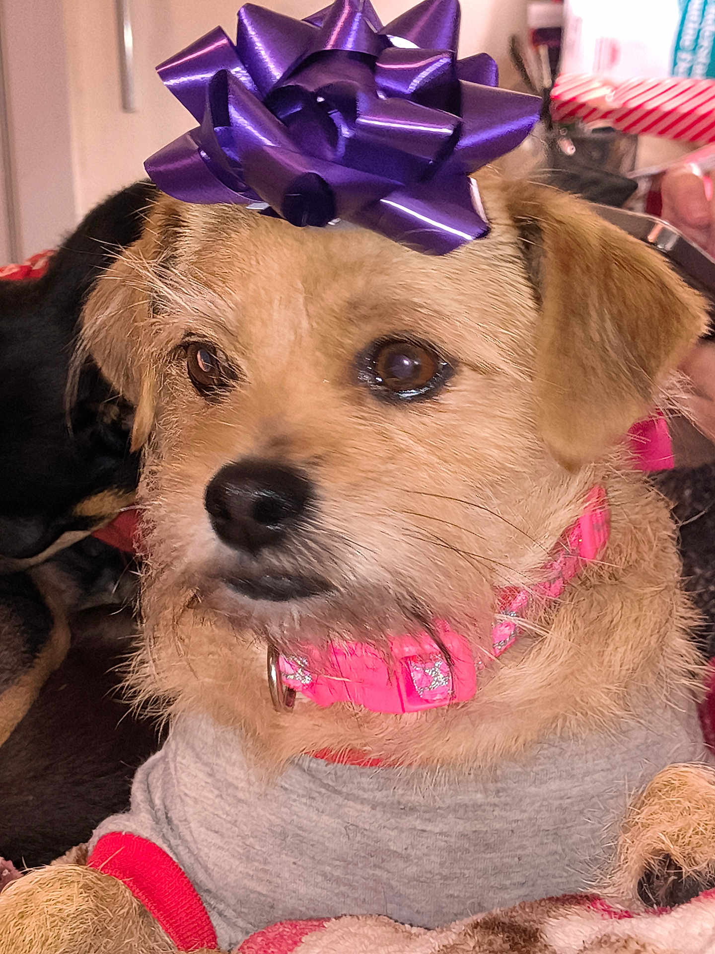 Lulu