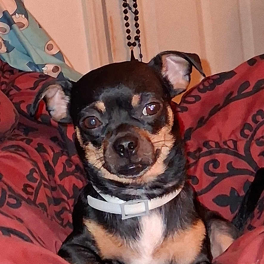 Angel is registered to the contest to win money with this photo: animal, bedroom, black_dog, blanket, close_up, collar, cozy, curious, dog, door, ears_up, fur, indoor, patterned_blanket, pet, resting, rosary, santa_hat, small_dog, tan_dog