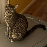 Zina is registered to the contest to win money with this photo: cat, tabby, animal, pet, indoor, curious, sitting, gray, fur, whiskers, ears, tail, wooden_floor, plastic_surface, domestic_animal, looking_up, feline, household, background, warm_lighting