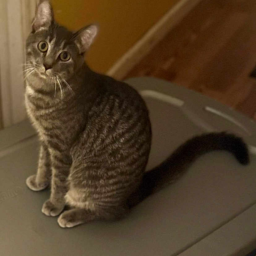 Zina is registered to the contest to win money with this photo: cat, tabby, animal, pet, indoor, curious, sitting, gray, fur, whiskers, ears, tail, wooden_floor, plastic_surface, domestic_animal, looking_up, feline, household, background, warm_lighting