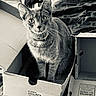 Zina joined the competition — help win amazing prizes! animal, black_and_white, box, cardboard_box, cat, close_up, collar, cozy, curious, domestic, feline, home, indoor, looking_at_camera, pet, shoes_box, sitting, soft, texture, whiskers