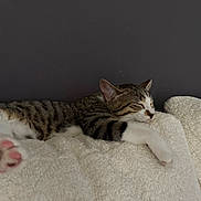 Nella a rejoint le concours — aidez-le/la à gagner de superbes lots ! cat, tabby, sleeping, paw, pink_pads, white_fur, striped_fur, fluffy_blanket, cozy, resting, indoor, pet, animal, relaxation, closeup, soft_texture, cute, feline, nap, quiet