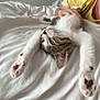 cat, kitten, pet, bed, white_bed, paws, stretching, relaxed, cozy, person, yellow_shirt, indoor, resting, feline, cute, lying_down, animal, soft, comfort, domestic