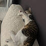 cat, tabby, sleeping, cushion, white, soft, cozy, indoor, pet, feline, relaxed, paw, fur, striped, resting, animal, cute, home, comfort, wall