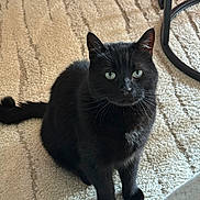 Malïo a rejoint le concours — aidez-le/la à gagner de superbes lots ! black_cat, cat, pet, indoor, carpet, furniture_leg, animal, fur, whiskers, green_eyes, sitting, looking_at_camera, curious, calm, domestic_cat, mammal, four_legs, tail, close_up, feline