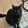 black_cat, cat, pet, indoor, carpet, furniture_leg, animal, fur, whiskers, green_eyes, sitting, looking_at_camera, curious, calm, domestic_cat, mammal, four_legs, tail, close_up, feline