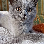 Micha a rejoint le concours — aidez-le/la à gagner de superbes lots ! kitten, gray_fur, cat, pet, animal, close_up, whiskers, ears, eyes, nose, paws, blanket, indoor, cozy, feline, fur, resting, cute, young, domestic_animal