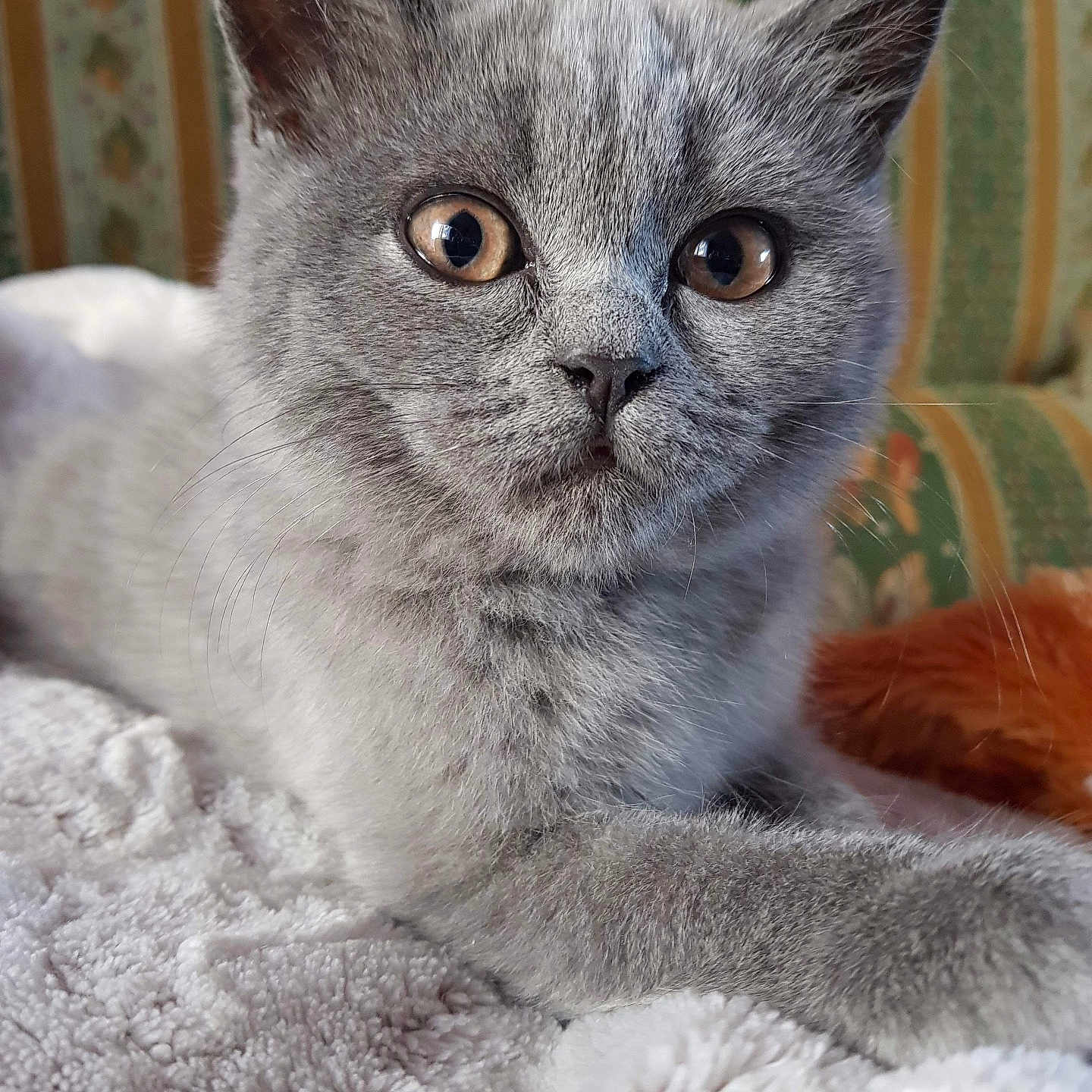Micha a rejoint le concours — aidez-le/la à gagner de superbes lots ! animal, blanket, cat, close_up, cozy, cute, domestic_animal, ears, eyes, feline, fur, gray_fur, indoor, kitten, nose, paws, pet, resting, whiskers, young