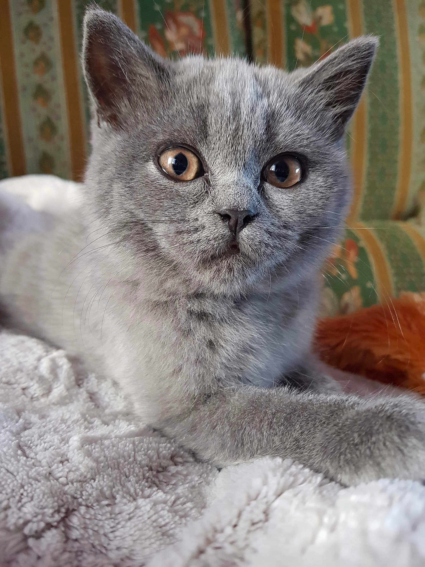 Micha a rejoint le concours — aidez-le/la à gagner de superbes lots ! kitten, gray_fur, cat, pet, animal, close_up, whiskers, ears, eyes, nose, paws, blanket, indoor, cozy, feline, fur, resting, cute, young, domestic_animal