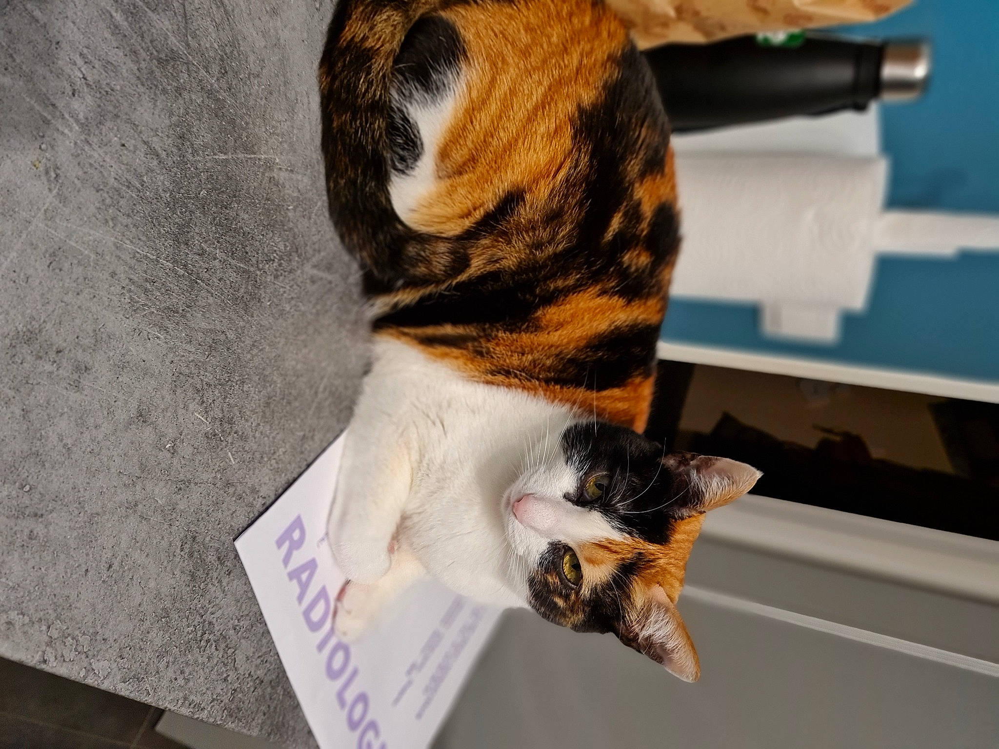 Lolita participe au concours pour gagner de l'argent avec cette photo : carnivore, cat, claw, comfort, domestic_short_haired_cat, felidae, fur, paw, room, small_to_medium_sized_cats, tail, terrestrial_animal, whiskers