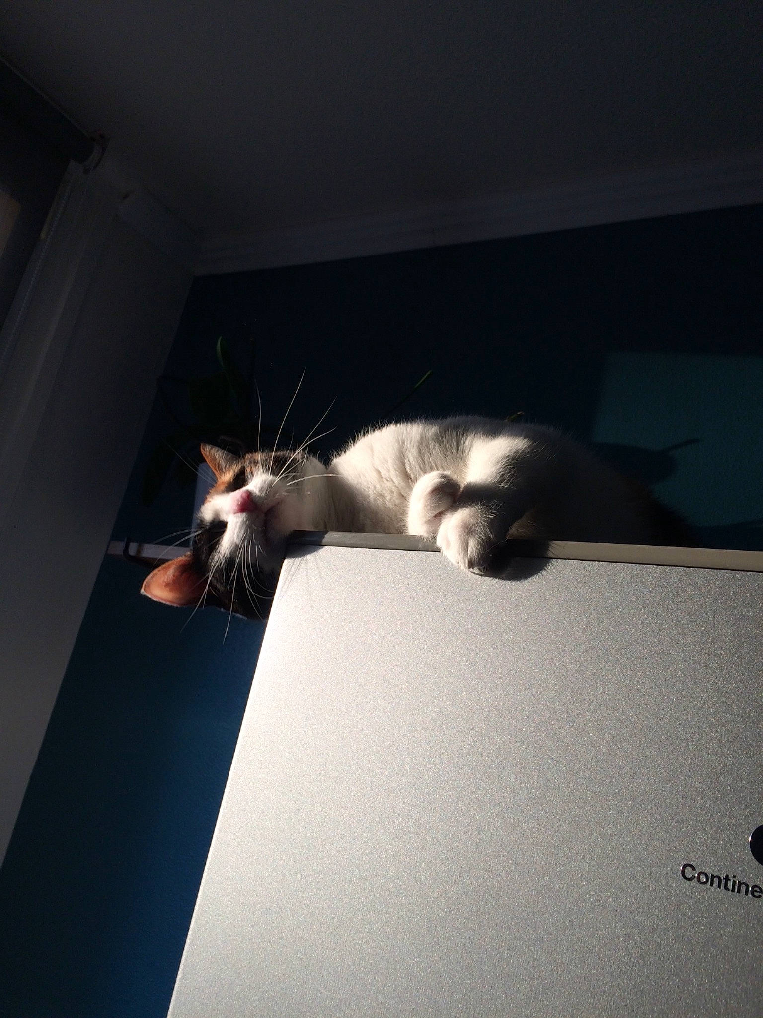 Lolita participe au concours pour gagner de l'argent avec cette photo : carnivore, cat, ceiling, comfort, darkness, elbow, felidae, flash_photography, floor, flooring, gesture, human_leg, room, shadow, small_to_medium_sized_cats, tail, tints_and_shades, whiskers, wing, wood