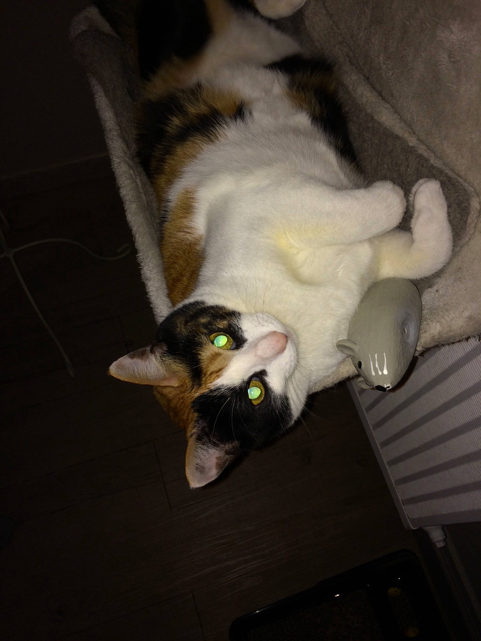 Lolita participe au concours pour gagner de l'argent avec cette photo : canidae, carnivore, cat, claw, comfort, companion_dog, dog_breed, domestic_short_haired_cat, felidae, flooring, fur, hardwood, nap, paw, small_to_medium_sized_cats, snout, sporting_group, tail, whiskers, wood