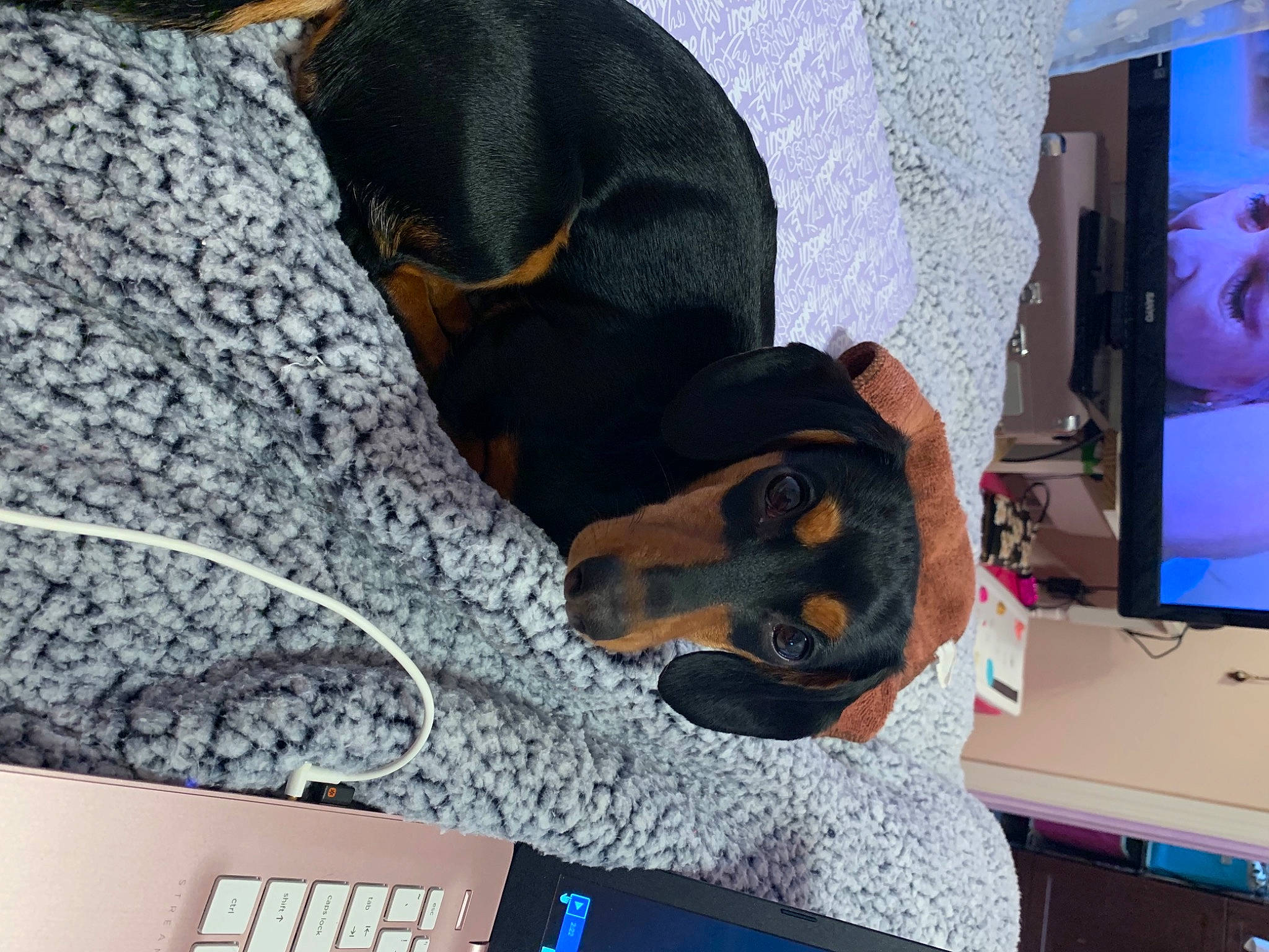 Flash is registered to the contest to win money with this photo: canidae, carnivore, comfort, companion_dog, computer_keyboard, dog, dog_breed, guard_dog, netbook, room, sporting_group, working_dog