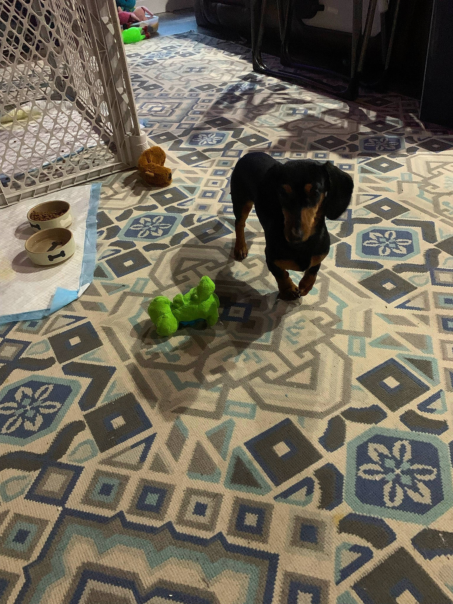 Flash is registered to the contest to win money with this photo: cobblestone, companion_dog, dog, dog_breed, floor, flooring, font, grass, grey, guard_dog, mesh, pattern, plant, road_surface, sidewalk, soil, tail, terrestrial_animal, tile, working_animal