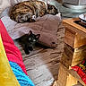 Azuki a rejoint le concours — aidez-le/la à gagner de superbes lots ! dog, kitten, cat, bed, blanket, wooden_floor, indoor, resting, curious, furniture, cozy, black_cat, brindle_dog, pet, animal, floor, colorful_blanket, wooden_table, quiet, home