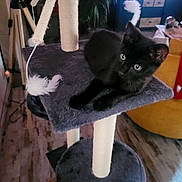 Azuki participe au concours pour gagner de l'argent avec cette photo : black_cat, kitten, cat_tree, feather_toy, indoor, furniture, chair, blanket, curious, pet, animal, cozy, platform, dangle, home, living_room, flooring, yellow_chair, red_blanket, relaxed