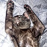 Azuki participe au concours pour gagner de l'argent avec cette photo : cat, kitten, black_cat, sleeping, stretching, paws, bed, blanket, fur, cute, pet, animal, cozy, resting, whiskers, indoor, adorable, relaxed, soft, young