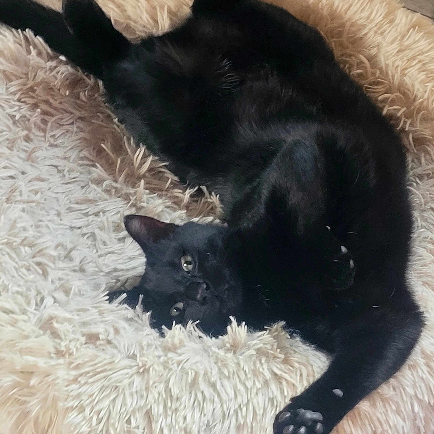 Azuki a rejoint le concours — aidez-le/la à gagner de superbes lots ! black_cat, cat, pet, animal, fluffy_bed, cozy, relaxed, indoor, feline, paw, fur, cute, resting, soft_texture, bed, home, sleepy, whiskers, comfort, mischievous