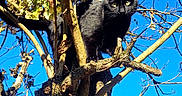 Azuki participe au concours pour gagner de l'argent avec cette photo : black_cat, cat, tree, branches, blue_sky, autumn_leaves, sunlight, outdoor, animal, pet, nature, wildlife, feline, daylight, branch, leaf, climbing, alert, bright_eyes, sky