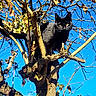 black_cat, cat, tree, branches, blue_sky, autumn_leaves, sunlight, outdoor, animal, pet, nature, wildlife, feline, daylight, branch, leaf, climbing, alert, bright_eyes, sky