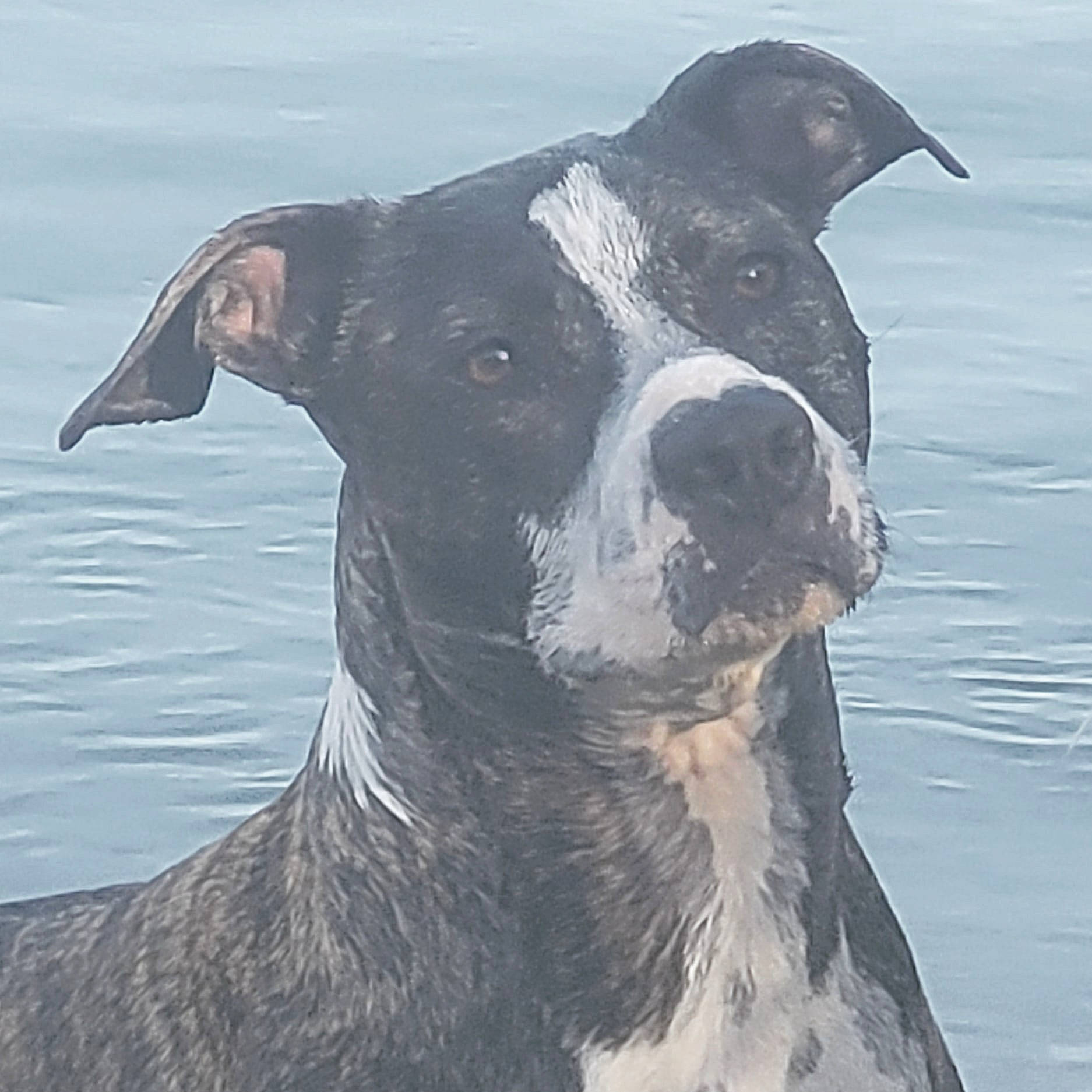 Naya participe au concours pour gagner de l'argent avec cette photo : art, canidae, carnivore, collar, companion_dog, dog, dog_breed, dog_collar, drawing, illustration, monochrome, monochrome_photography, painting, snout, sporting_group, terrestrial_animal, water, whiskers, working_animal, working_dog