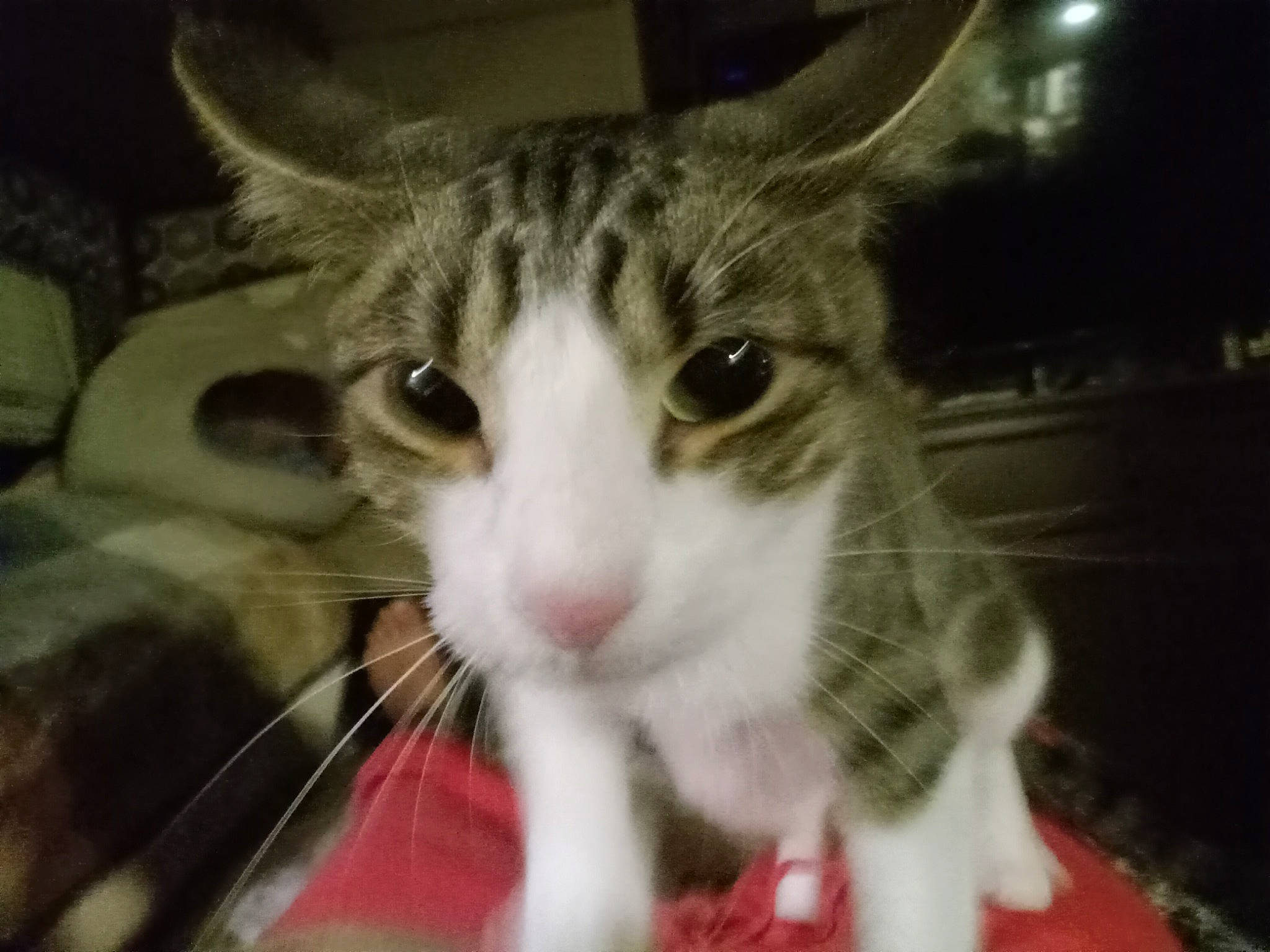 Georgie is registered to the contest to win money with this photo: carnivore, cat, cat_supply, domestic_short_haired_cat, felidae, fur, paw, pet_supply, photo_caption, small_to_medium_sized_cats, snout, whiskers, window