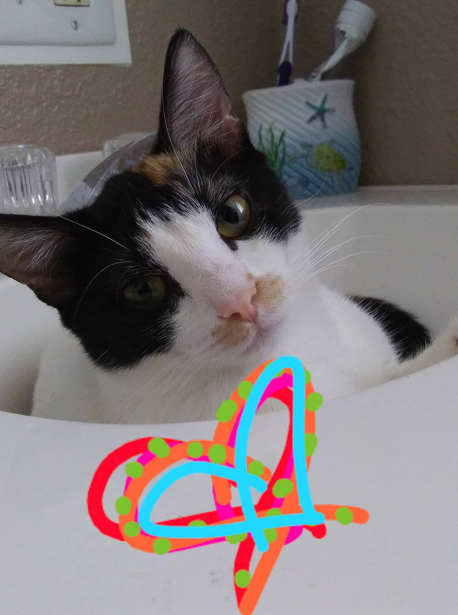 Penelope joined the competition — help win amazing prizes! box, carnivore, cat, comfort, domestic_short_haired_cat, felidae, flowerpot, fur, gadget, houseplant, lap, linens, paw, peripheral, photo_caption, room, small_to_medium_sized_cats, tail, whiskers, white