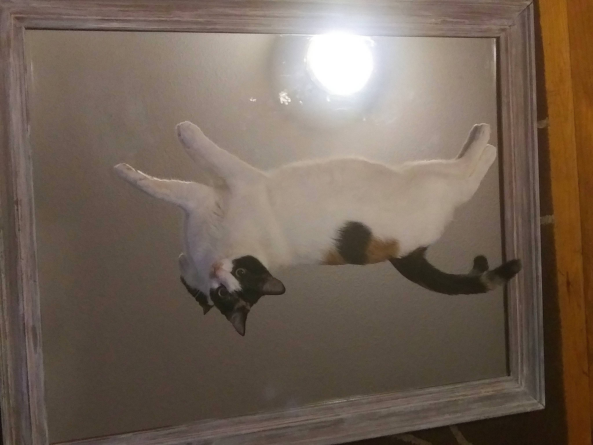 Penelope is registered to the contest to win money with this photo: art, canidae, carnivore, cat, dog_breed, door, fawn, felidae, lcd_tv, painting, picture_frame, rectangle, room, small_to_medium_sized_cats, sporting_group, tail, visual_arts, whiskers, window, wood