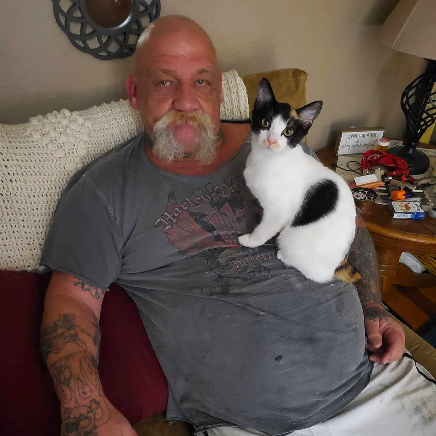 Penelope joined the competition — help win amazing prizes! abdomen, beard, carnivore, cat, comfort, companion_dog, couch, ear, elbow, fawn, felidae, grey, lap, picture_frame, sleeve, small_to_medium_sized_cats, t_shirt, thigh, trunk, whiskers