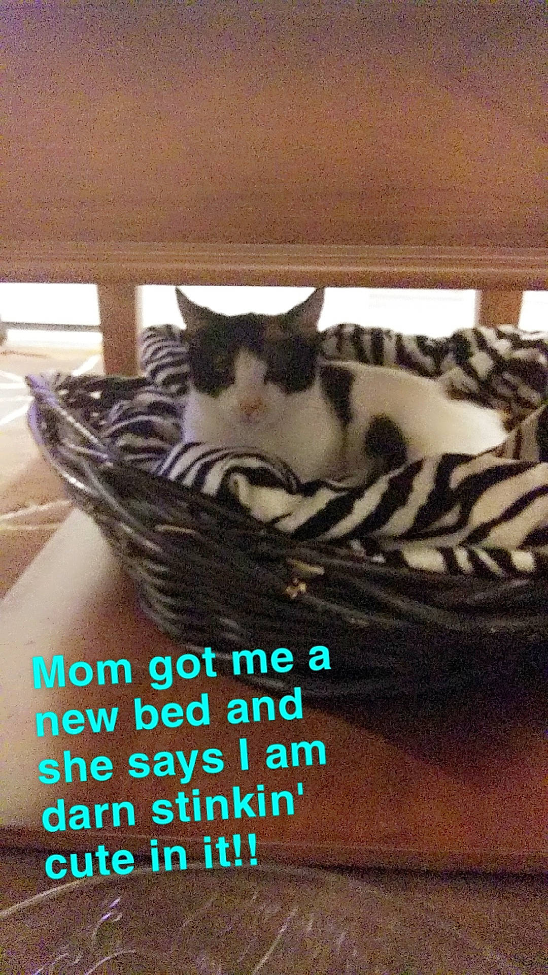 Penelope Rose is registered to the contest to win money with this photo: basket, carnivore, cat, cat_supply, comfort, domestic_short_haired_cat, felidae, font, fur, happy, hardwood, mammal, paw, photo_caption, sitting, small_to_medium_sized_cats, tail, vertebrate, whiskers, wood