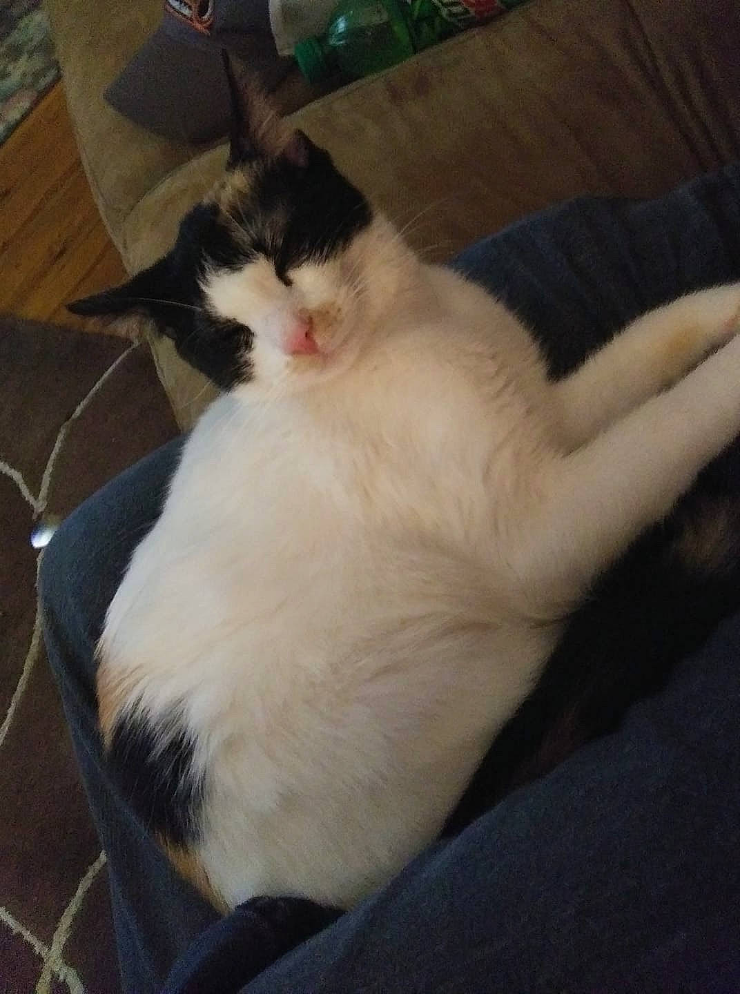 Penelope Rose is registered to the contest to win money with this photo: carnivore, cat, cloud, comfort, domestic_short_haired_cat, fawn, felidae, flooring, foot, fur, hardwood, lap, nap, paw, sky, small_to_medium_sized_cats, snout, tail, whiskers, wood