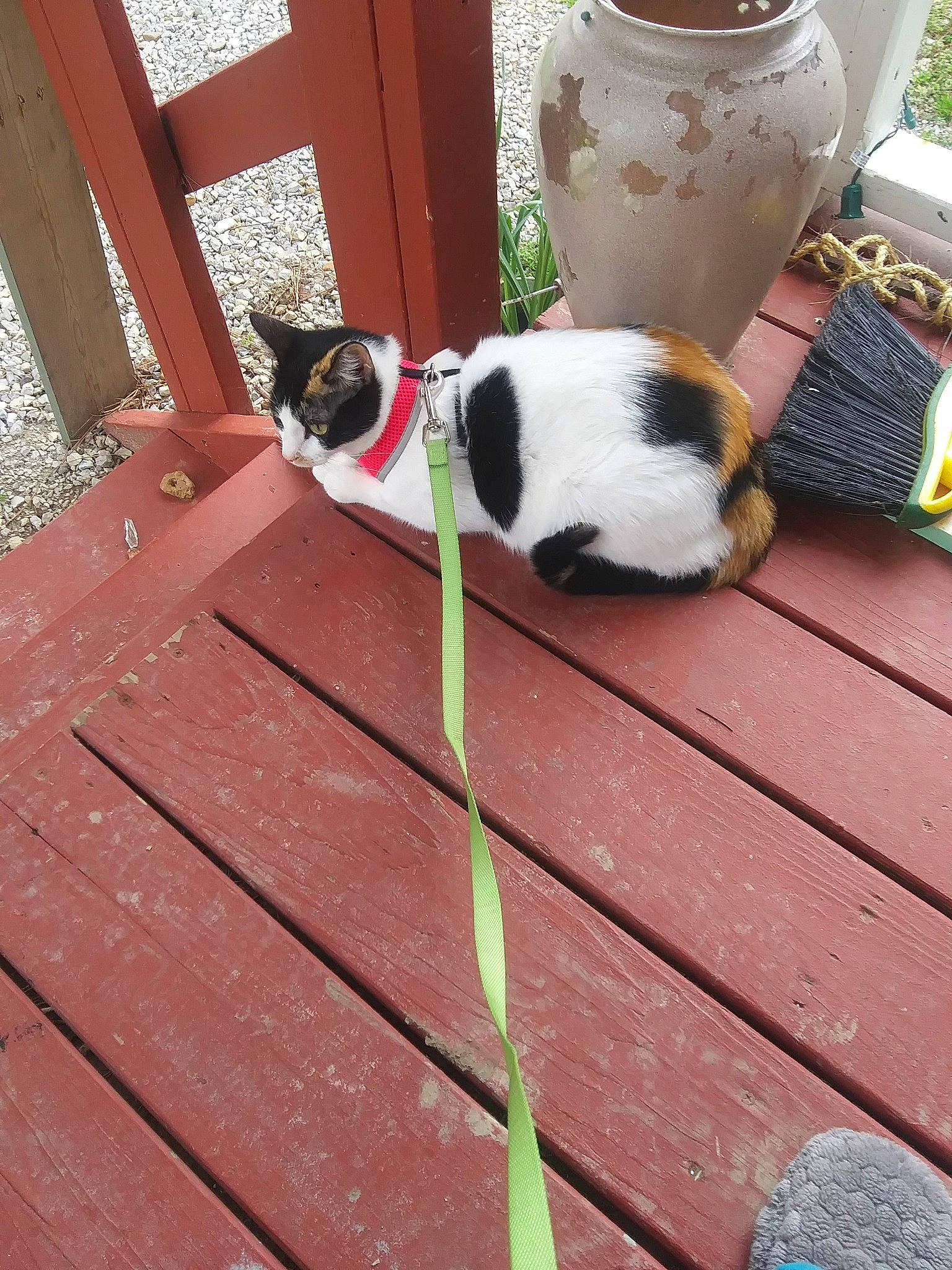 Penelope Rose joined the competition — help win amazing prizes! carnivore, cat, collar, companion_dog, dog_breed, door, fawn, felidae, flooring, hardwood, mammal, pet_supply, plant, small_to_medium_sized_cats, snout, tail, vertebrate, whiskers, wood, wood_stain