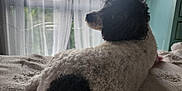 Sergeant is registered to the contest to win money with this photo: dog, curly_fur, bed, indoor, window, curtains, black_and_white, pet, relaxing, looking_back, furniture, cozy, home, textured_bedspread, natural_light, domestic_animal, companion, resting, curled_up, quiet