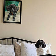 Sergeant joined the competition — help win amazing prizes! dog, poodle, bed, pillows, painting, black_and_white, pet, indoor, furniture, frame, wall, decor, curly_fur, portrait, resting_place, home, animal, cute, cozy, companion