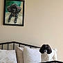 dog, poodle, bed, pillows, painting, black_and_white, pet, indoor, furniture, frame, wall, decor, curly_fur, portrait, resting_place, home, animal, cute, cozy, companion