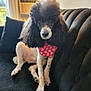 Sergeant joined the competition — help win amazing prizes! dog, poodle, pet, black_and_white, bandana, heart_pattern, couch, indoor, fur, curly_hair, animal, cute, sitting, looking, portrait, domestic, companion, furniture, cozy, relaxed