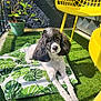 Sergeant joined the competition — help win amazing prizes! dog, poodle, pet, outdoor, sunlight, cushion, greenery, yellow_chair, grass, plant_pot, leaf_pattern, fence, relaxing, curious, portrait, summer, garden, animal, domestic, cute