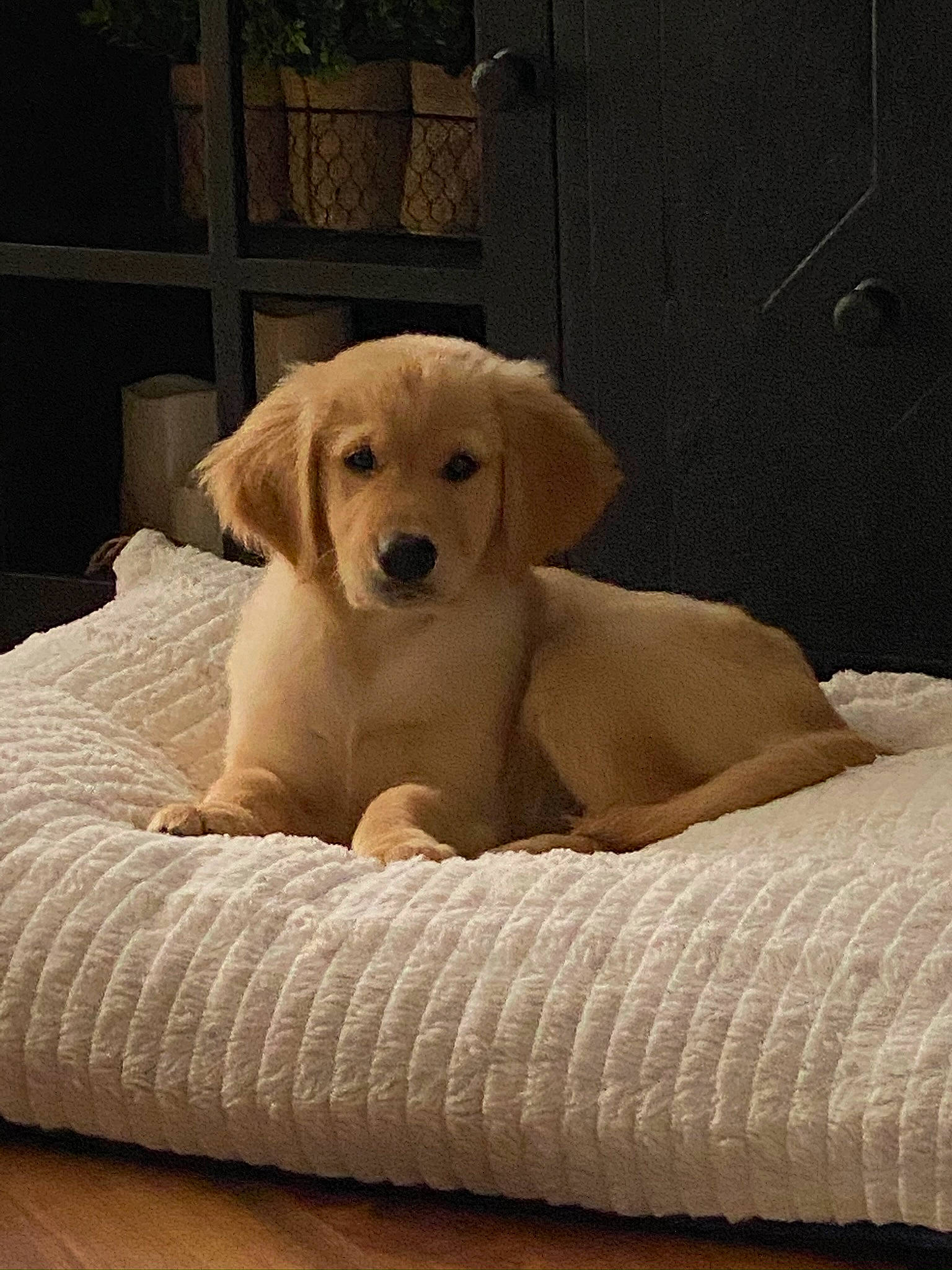 Allie joined the competition — help win amazing prizes! canidae, carnivore, comfort, companion_dog, dog, dog_breed, dog_supply, fawn, fur, gun_dog, pet_supply, sitting, snout, sporting_group, terrestrial_animal, tints_and_shades, tree, whiskers, wood, working_animal