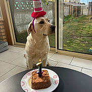 Thaïa a rejoint le concours — aidez-le/la à gagner de superbes lots ! dog, labrador, birthday, hat, cake, candle, indoor, table, plate, tile_floor, window, garden, greenery, daylight, pet, celebration, canine, cute, animal, birthday_party