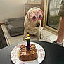 Thaïa a rejoint le concours — aidez-le/la à gagner de superbes lots ! dog, birthday, sunglasses, cake, candle, indoor, pet_bed, tile_floor, person, shorts, shoe, window, glass_door, table, plate, celebration, light, animal, pet, cute