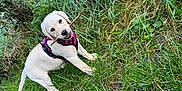 Thaïa participe au concours pour gagner de l'argent avec cette photo : accessories, animal, bulldog, canine, dog, field, grass, grassland, hound, labradorretriever, lawn, leash, nature, outdoors, pet, plant, pug, puppy, strap, whitedog
