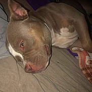 Lilo is registered to the contest to win money with this photo: animal, bed, blanket, brown_fur, canine, close_up, comfort, cozy, dog, domestic, ear, face, indoor, laying_down, pet, quiet, relaxed, resting, sleeping, snout